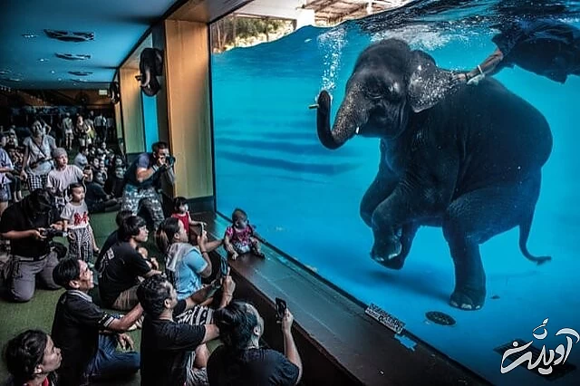 عکس های حیاتوحش برگزیده امسال را تماشا کنید